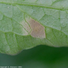 Le duvet formé de conidiophores et de conidies est assez dense et de couleur violacé <i><b>Passalora fulva</b></i> (Cladosporiose)