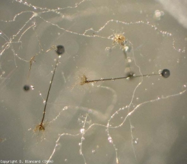 Aspect de deux sporangiophores de <i><b>Rhizopus stolonifer</b></i>. Les rhizoïdes sont bien visibles.