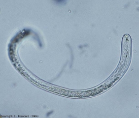 <b><i>Pratylenchus penetrans</i></b> est un nématodes assez court pourvu d'un stylet buccal plutôt bien visible.