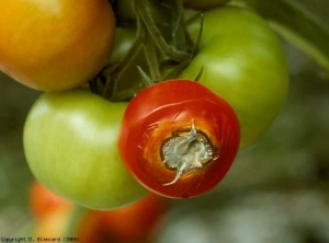 Une pourriture ceinture la cicatrice pédonculaire de ce fruit mature. Humide et molle, elle est à l'origine de l'effondrement des tissus. Un velouté vert gris la recouvre en son centre. <b><i>Penicillium</i> sp.</b> (pourritures sur fruit)