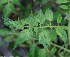 En plus de présenter une marbrure, plusieurs folioles de cette feuille de tomate sont plus étroites, plus découpées et ont tendance à devenir filiformes. <b> Virus de la mosaïque de la tomate <b> (ToMV)