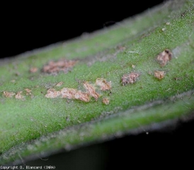 Petites lésions chancreuses subérisées sur tige de tomate. <b><i>Clavibacter michiganensis</i> subsp. <i>michigansensis</i></b> (chancre bactérien)