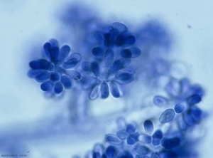 Les conidies se forment à l'extrémité des conidiophores où l'on observe un renflement en forme d'ampoule. Elles sont portées par un stérigmate, présentent une forme ovoïde à elliptique et une coloration hyaline à légèrement pigmentée (6-18 x 4-11 µm). <b><i>Botrytis cinerea</i></b> (moisissure grise, grey mold)