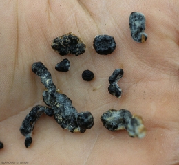 Les sclérotes de <b><i>Sclerotinia sclerotiorum</i></b> sont noirs, de forme irrégulière,  et beaucoup plus gros (2,5 à 20 mm) que ceux de <i>S. minor</i>. (sclérotiniose, <i>Sclerotinia</i> drop)