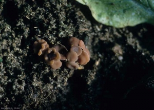 La forme parfaite de <b><i>Sclerotinia sclerotiorum</i></b> est matérialisée par la production d'apothécies sur les sclérotes. Leur couleur est variable (blanc jaunâtre, marron clair à légèrement brun). (<i>Sclerotinia</i> drop)