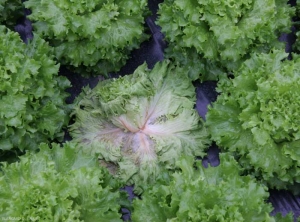Les feuilles externes de cette salade flétrissent suite à l'envahissement des pétioles et des nervures principales par le champignon. <b><i>Sclerotinia sclerotiorum</i></b> (sclérotiniose, <i>Sclerotinia</i> drop)