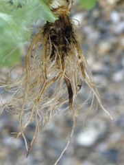 De plus, de nombreuses racines ont jauni et bruni ; des stries liégeuses ainsi que des manchons sont visibles par endroits. <i><b>Sphingomonas suberifaciens</i></b> ("corky root")