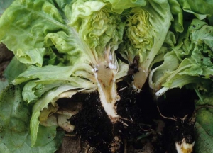 Cette jeune laitue, coupée longitudinalement, montre des altérations nécrotiques situées au niveau des vaisseaux et parfois des tissus contigus. <b><i>Pythium tracheiphilum</i></b> ("lettuce stunt")