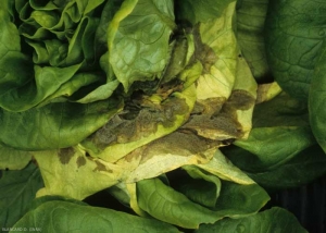 <b><i>Botrytis cinerea</i></b>  peut également s'installer au c&oelig;ur des salades ; les tissus altérés, d'abord humides et bruns, se couvrent progressivement de la fameuse moisissure grise. Les feuilles peuvent jaunir du fait de l'altération des pétioles.(moisissure grise, grey mold)