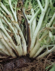 Rhizoctonia359