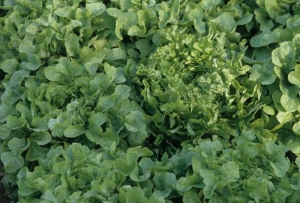 La croissance des salades n'est pas affectée dans tous les cas. Des déformations foliaires peuvent suffire à modifier l'aspect des plantes. <b><i>Mirafiori lettuce big-vein virus</i></b> (MLBVV, virus des grosses nervures de la laitue)

