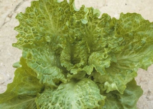 Plusieurs feuilles de cette salade montrent des nervures apparaissant plus larges que d'ordinaire. <b><i>Mirafiori lettuce big-vein virus</i></b>
(MLBVV, virus des grosses nervures de la laitue)
