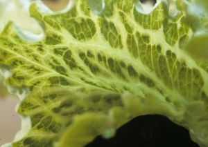 A terme, de larges bandes de tissus bordant les nervures sont affectées, conférant au limbe son aspect "grosses nervures". <b><i>Mirafiori lettuce big-vein virus</i></b>
(MiLBVV, virus des grosses nervures de la laitue)