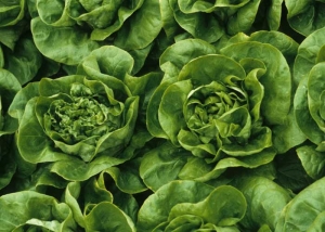Les plantes touchées ont un port assez tourmenté qui contraste avec celui des plantes saines avoisinantes. <b><i>Mirafiori lettuce big-vein virus</i></b>
(MLBVV, virus des grosses nervures de la laitue)