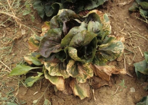 Le <b>virus de la mosaïque de la luzerne</b> (<i>Alfalfa mosaic virus</i>, AMV) induit chez de nombreux hôtes, comme chez les salades, des symptômes toujours colorés en jaune vif à blanc et ce quelles que soient leur localisation et leur nature (taches, anneaux, arabesques, plages...). 