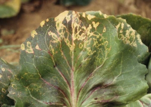 Dans certains cas, des anneaux et des jaunissements nervaires traduisent la présence du <b>virus de la mosaïque de la luzerne</b> (<i>Alfalfa mosaic virus</i>, AMV) chez les salades. 