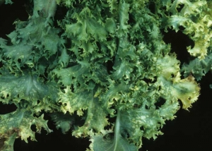 Les symptômes sont aussi éclatants sur la chicorée frisée. Un jaunissement des feuilles de la jupe est aussi apparent. <b>Virus de la mosaïque de la luzerne</b> (<i>Alfalfa mosaic virus</i>, AMV)