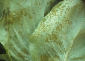 A la face inférieure du limbe, ces altérations sont graisseuses à humides et de teinte orangée. <b>Agent des anneaux nécrotiques de la laitue</b> (<i>Lettuce ring necrosis agent</i>, LRNA)