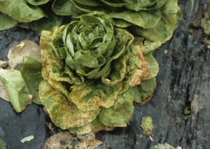 Les tissus malades ne tardent pas à se nécroser et à se dessécher. <b>Agent des anneaux nécrotiques de la laitue</b> (<i>Lettuce ring necrosis agent</i>, LRNA)