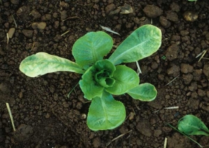 Lorsque les infections sont très précoces, des jaunissements entre les nervures peuvent être observés sur les jeunes plants. Deux feuilles basses manifestent un tel symptôme sur ce plant de laitue. Plus les attaques sont précoces, plus la jaunisse aura des répercussions sur les rendements. <b>Virus de la jaunisse occidentale de la betterave</b> (<i>Beet western yellows virus</i>, BWYV) et <b>virus de la pseudo-jaunisse de la betterave</b> (<i>Beet pseudo-yellows virus</i>, BPYV)