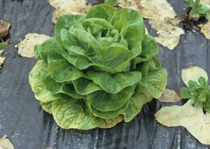 Une fois infectée, le nombre de feuilles atteintes va augmenter au fur et à mesure du développement des salades. Des taches jaunes apparaissent entre les nervures dans un premier temps. Par la suite, on peut parler de chlorose internervaire. <b>Virus de la jaunisse occidentale de la betterave</b> (<i>Beet western yellows virus</i>, BWYV) et <b>virus de la pseudo-jaunisse de la betterave</b> (<i>Beet pseudo-yellows virus</i>, BPYV)