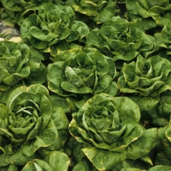 Sur toutes les salades (comme c'est souvent le cas lors d'une phytotoxicité), on peut distinguer sur plusieurs feuilles la présence d'altérations chlorotiques en bordure du limbe. <b>Phytotoxicité (fongicide)</b>