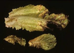 Sur ces quelques feuilles, des lésions nécrotiques de couleur brun rouille, plus ou moins étendues, traduisent les effets du <b>virus de la maladie bronzée de la tomate</b> (<i>Tomato spotted wilt virus</i>, TSWV).