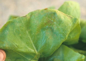 Une multitude de petites altérations beiges à brunes, de formes variées, couvrent cette feuille de laitue. Celles-ci sont apparues à la suite d'un traitement fongicide réalisé dans de mauvaises conditions. <b>Phytotoxicité</b>