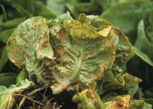 Ces altérations peuvent toucher de nombreuses feuilles et plus ou moins se généraliser à l'ensemble du limbe. Les portions de feuilles affectées ne tardent pas à se nécroser et se dessécher <b>Agent des anneaux nécrotiques de la laitue</b> (<i>Lettuce ring necrosis agent</i>, LRNA)