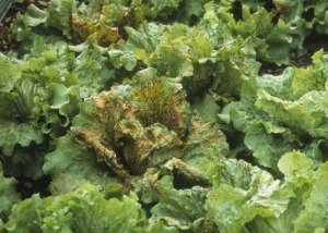 Les batavias sont particulièrement sensibles ; il n'est pas rare d'observer des salades entièrement nécrosées. <b>Agent des anneaux nécrotiques de la laitue</b> (<i>Lettuce ring necrosis agent</i>, LRNA)