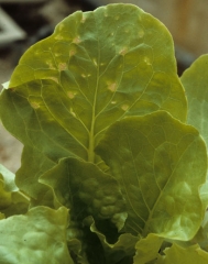 Quelques lésions chlorotiques devenant rapidement nécrotiques se développent à proximité des nervures de cette feuille de laitue. <b>Phytotoxicité</b>