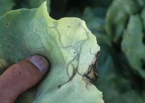 Des mines plus ou moins sinueuses sont présentes sur les feuilles âgées.
<b>Dégâts de mineuses</b>