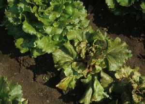 Batavia dont plusieurs feuilles présentent de larges zones nécrotiques et un aspect bronzé. <b>Virus de la maladie bronzée de la tomate</b> (<i>Tomato spotted wilt virus</i>, TSWV)