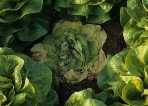 Assez rapidement, de plus en plus de feuilles jaunissent, tandis que la plante continue à s'avachir.