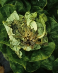 Si des jaunissements, des flétrissements des feuilles et/ou un nanisme des plantes sont constatées, il faut regarder attentivement le collet...