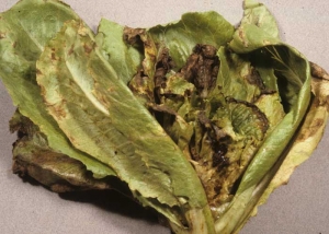 De larges lésions chlorotiques et nécrotiques couvrent plus ou moins les feuilles de cette salade. Certaines feuilles du c&oelig;ur sont entièrement nécrosées. <b>Virus de la maladie bronzée de la tomate</b> (<i>Tomato spotted wilt virus</i>, TSWV)