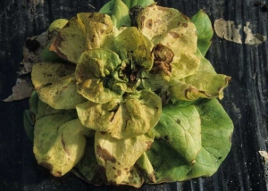 En fin d'évolution, de nombreuses feuilles sont affectées ; elles sont chlorotiques et montrent de larges plages nécrotiques. <b>Virus de la maladie bronzée de la tomate</b> (<i>Tomato spotted wilt virus</i>, TSWV)