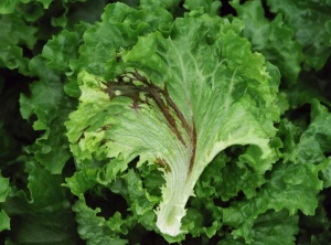 Plusieurs altérations humides, brunes et allongées, s'étendent à partir de nervures. <b><i>Pseudomonas cichorii</i></b> ("bacterial leaf spot") 