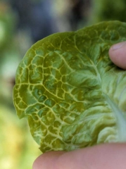 Une observation plus attentive permet de constater que les nervures et les tissus contigus s'éclaircissent progressivement. <b><i>Mirafiori lettuce big-vein virus</i></b> (MLBVV, virus des grosses nervures de la laitue)