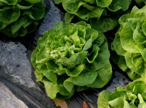 Une observation de plus près de la salade affectée par le <b><i>Mirafiori lettuce big-vein virus</i></b> (MLBVV, virus des grosses nervures de la laitue) révèle que les nervures de certaines de ses feuilles semblent plus épaisses.