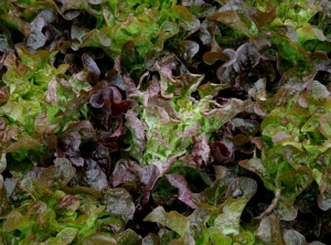 Les symptômes de big vein sont identique sur laitue feuille de chêne rouge. <b><i>Mirafiori lettuce big-vein virus</i></b> (MLBVV, virus des grosses nervures de la laitue)