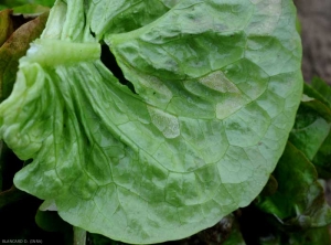 En retournant les feuilles malades, on peut aisément observer les fructifications de cet oomycète qui apparaissent sous la forme d'un duvet plus ou moins blanc. <b><i>Bremia lactucae</i></b> (mildiou de la salade, downy mildew) 