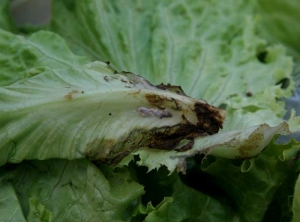 Des pseudosclérotes se sont formés sur la nervure principale de cette feuille de salade. <b><i>Thanatephorus cucumeris</i></b> (<i>Rhizoctonia solani</i>, pourriture basale, bottom rot)