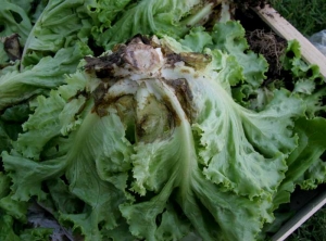 Pied de salade colonisé par <b><i>Thanatephorus cucumeris</i></b> (<i>Rhizoctonia solani</i>, pourriture basale, bottom rot)