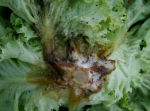 <b><i>Thanatephorus cucumeris</i></b> (<i>Rhizoctonia solani</i>, pourriture basale, bottom rot) sur ce plant de salade