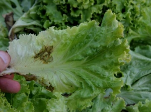 Feuille de salade attaquée par <b><i>Thanatephorus cucumeris</i></b> (<i>Rhizoctonia solani</i>, pourriture basale, bottom rot)