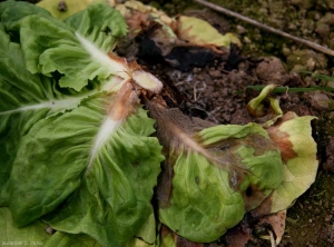 Botrytis_salade_DB_687