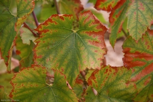 Sur cépage noir, les feuilles de ceps atteints par <b><i>Armillaria mellea</i></b> prennent une coloration rouge. (pourridié)