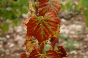Sur les cépage noir, les feuilles de ceps atteints par <b><i>Armillaria mellea</i></b> prennent une coloration rouge. (pourridié)