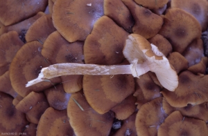 <b><i>Armillaria mellea</i></b> : ce champignon comestible, aux carpophores de grande taille, en touffes, est de couleur jaune-miel. (pourridié)